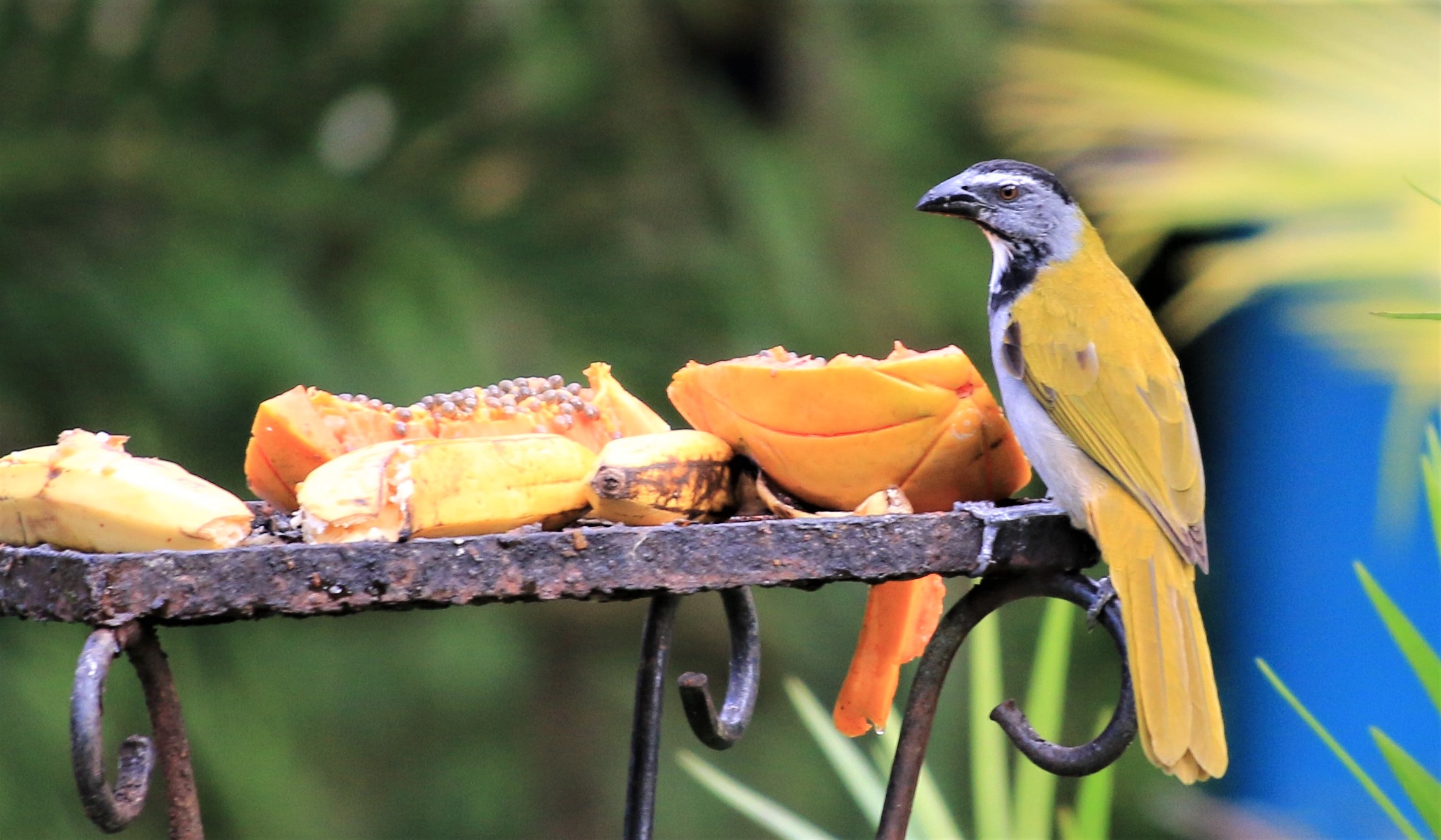 Costa Rica